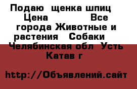 Подаю. щенка шпиц  › Цена ­ 27 000 - Все города Животные и растения » Собаки   . Челябинская обл.,Усть-Катав г.